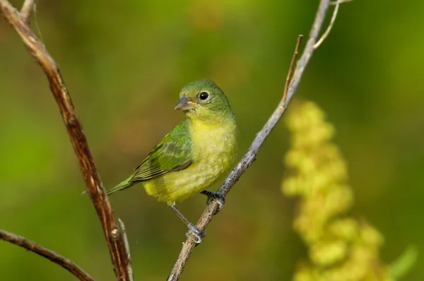 Bruant peint (Passerina ciris ) — Photo