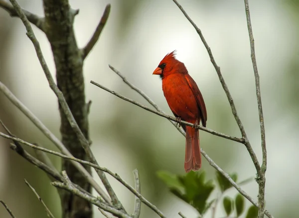 Kuzey Kardinali (kardinalis cardinalis)