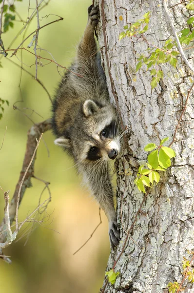 Mapache (Procyon lotor) ) — Foto de Stock