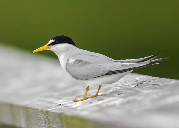 Flussseeschwalbe (thalasseus sandvicensis)) — Stockfoto