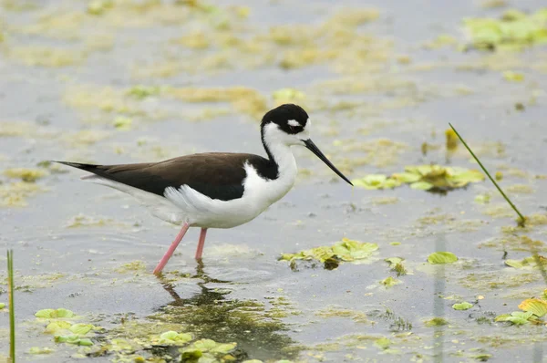 Stilt de cuello negro (himantopus mexicanus) — Foto de Stock