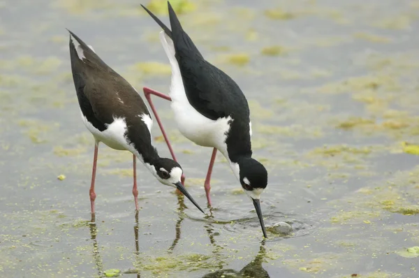 Siyah boyunlu Stilt (himantopus mexicanus)