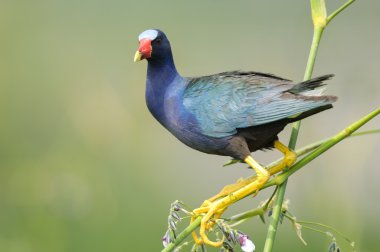 Mor Galinule (Porphyrio martinica)