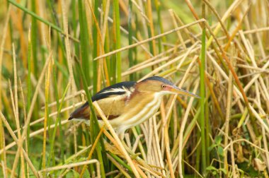 En azından Balaban (Ixobrychus exilis)