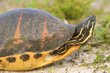 Florida redbelly kaplumbağa