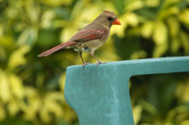 Kadın Kuzey Kardinal (cardinalis cardinalis)