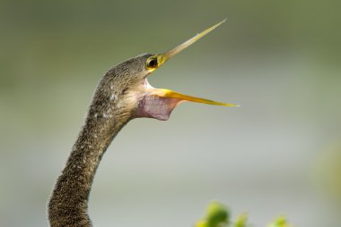 Yılanboyungiller (Yılanboyungiller Yılanboyungiller)