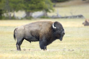 Amerikan bizonu (bizon bizon)