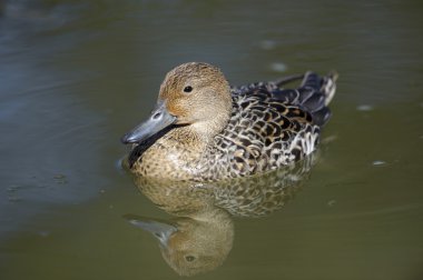 Kadın yeşilbaş (anas platyrhynchos)