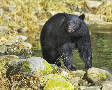 Black Bear (Ursus americans) clipart