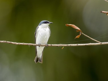 AK kanatlı Swallow (Tachycineta albiventer)