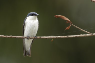 AK kanatlı Swallow (Tachycineta albiventer)