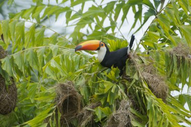 Toco Toucan (Ramphastos toco)