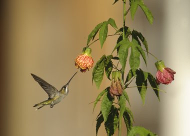 Uzun gagalı Starthroat (Heliomaster longirostris)