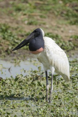 Jabiru leylek (mycteria Jabiru)