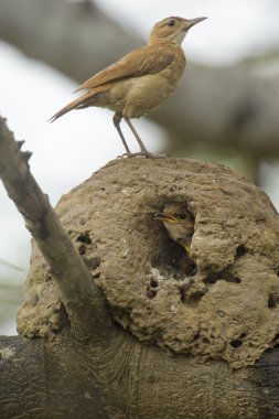 Kızılca Hornero (Furnarius rufus)