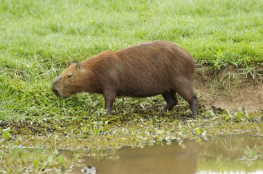 Capibara (Hydrochoerus hydrochaeris)