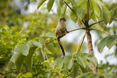 Siyah-kuyruk Marmoset (Mico melanura)