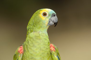 Mavi önlü Amazon papağanı (Amazona aestiva)