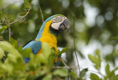 mavi-sarı ara (ara ararauna)