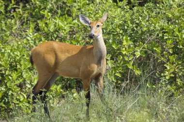 Marsh geyik (Blastocerus dichotomus )