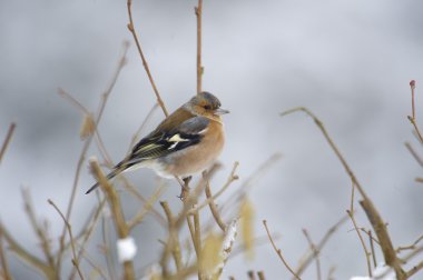 ispinoz (fringilla coelebs)