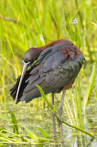 Ibis lustré (plegadis falcinellus ) — Photo