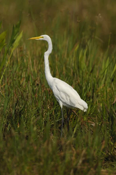 Great Egret (Ardea alba) — Stock Photo, Image