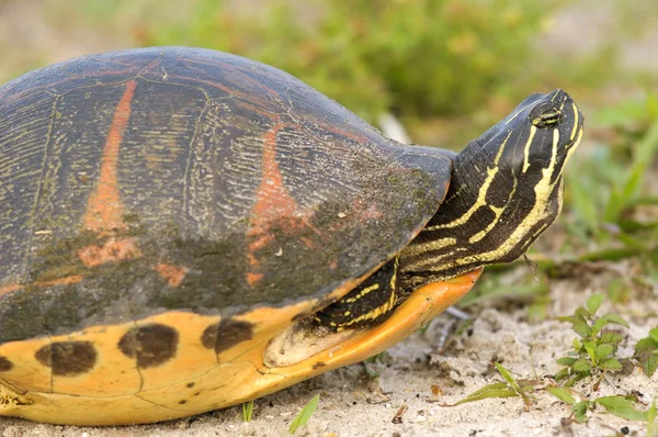 Florida redbelly teknős — Stock Fotó