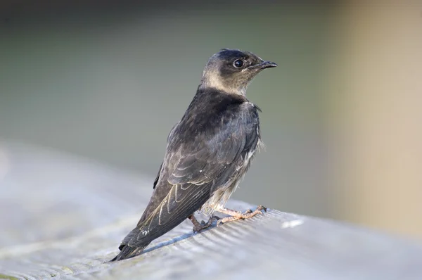 Purple Martin (Progne subis) — Stock Photo, Image