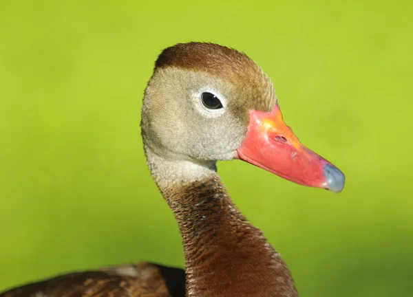 Black-bellied Whistling-Duck (Dendrocygna autumnalis) — Stock Photo, Image