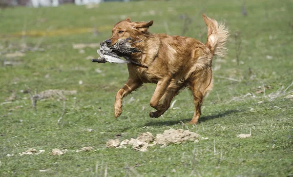 Golden retriever fetching a duck