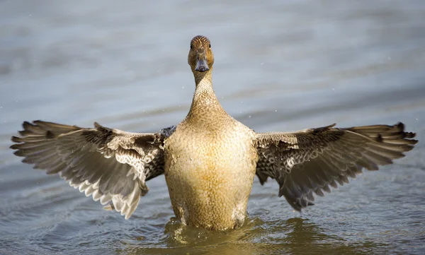 Kuzey Pintail (Anas acuta)