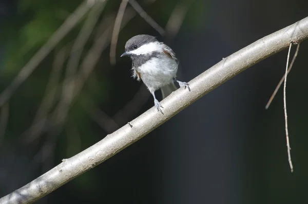 Чёрная курица (poecile atricapillus)) — стоковое фото