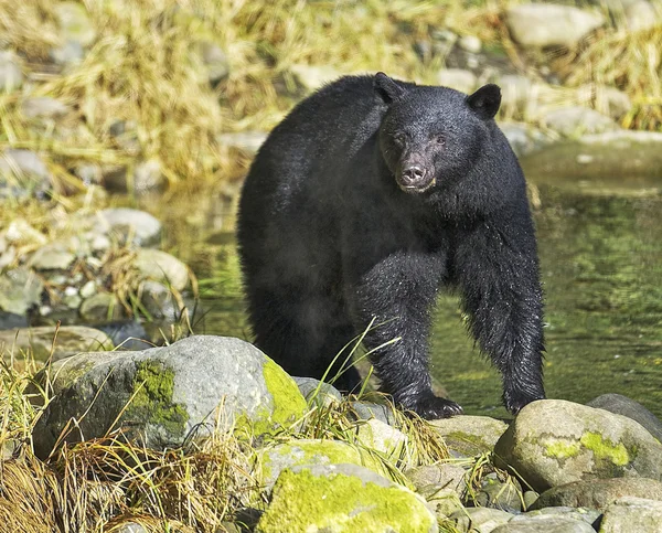 Siyah ayı (Ursus Amerikalılar)
