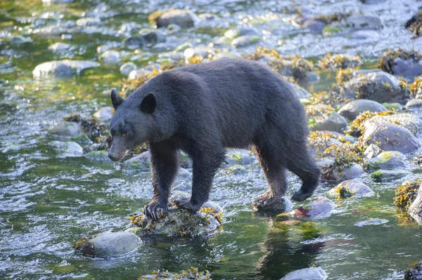 Black Bear (Ursus amerikaner) — Stockfoto