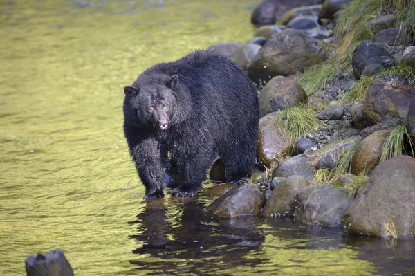 Zwarte beer (Ursus Amerikanen) — Stockfoto