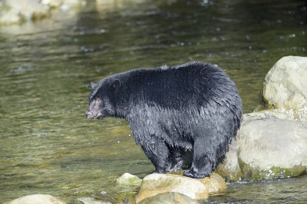 Urso negro (Ursus americanos ) — Fotografia de Stock