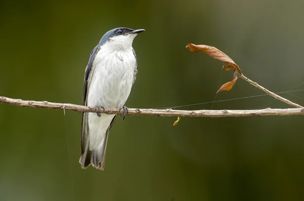 White-gevleugelde Swallow (Tachycineta albiventer) — Stockfoto