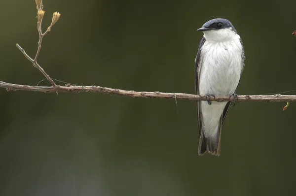 Weißflügelschwalbe (Tachycineta albiventer)) — Stockfoto