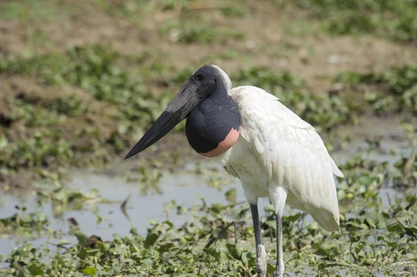 Jabiru gólya (Jabiru a mycteria) — Stock Fotó