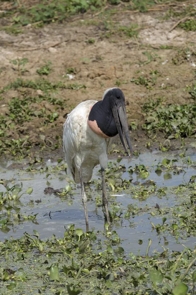 Jabiru bocian (Jabiru mycteria) — Zdjęcie stockowe