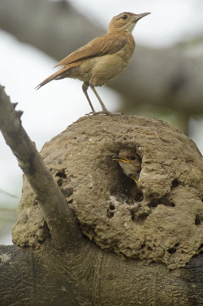 Kızılca Hornero (Furnarius rufus)