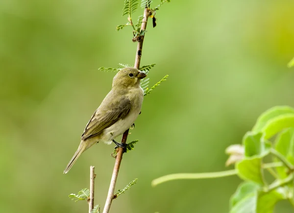 Dupla-galléros csicsörke (Sporophila (caerulescens)) — Stock Fotó