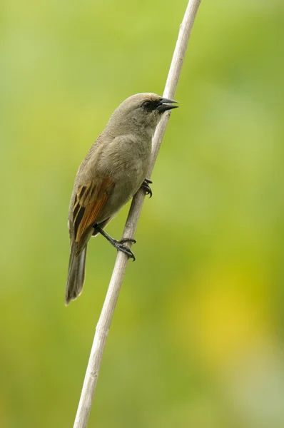 Cowbird (Agelaiodes badius defne kanatlı) — Stok fotoğraf