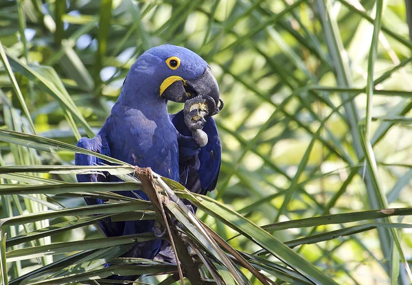 风信子金刚鹦鹉 （鹦鹉 hyacinthinus) — Stockfoto