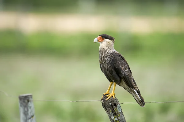 볏된 Caracara (Polyborus plancus) — 스톡 사진