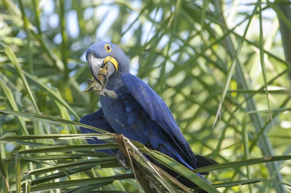 风信子金刚鹦鹉 （鹦鹉 hyacinthinus) — Stockfoto