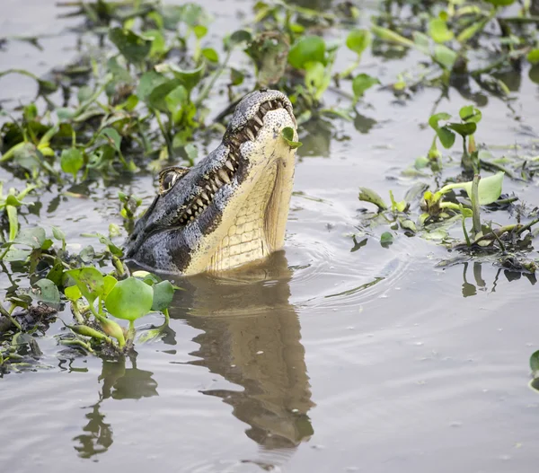 Yacare caiman (caiman yacare)) — Stockfoto