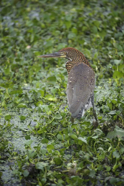 Pinnated Heron (Botaurus pinnatus) — Fotografia de Stock